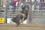 bull close up