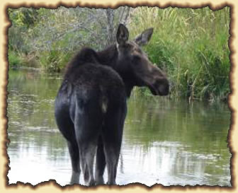 Bear River Greenway offers many wildlife moments